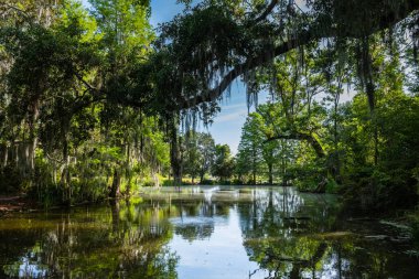 Charleston, Güney Carolina 'daki güzel doğa koruma alanı..