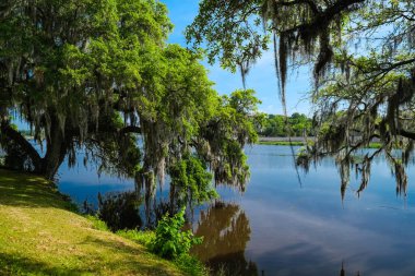 Charleston, Güney Carolina 'daki güzel doğa koruma alanı..