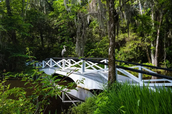 Ponte Pedestre Branca Bonita Através Rio Popular Cidade Sul Charleston — Fotografia de Stock