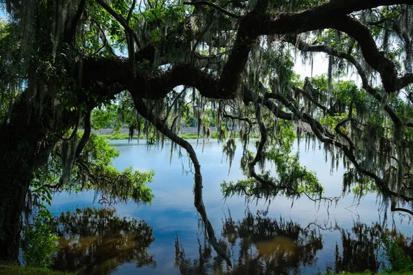 Prachtig Natuurreservaat Charleston South Carolina — Stockfoto