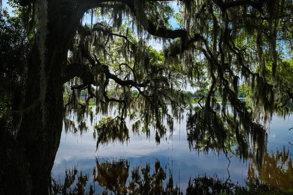 Prachtig Natuurreservaat Charleston South Carolina — Stockfoto