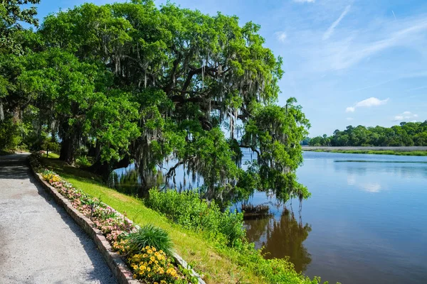 Magnifique Réserve Naturelle Charleston Caroline Sud — Photo