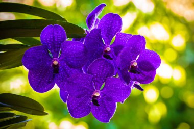 Güzel mor çiçeklerle çiçek açmış bir vanda orkidesinin yakın görüntüsü.