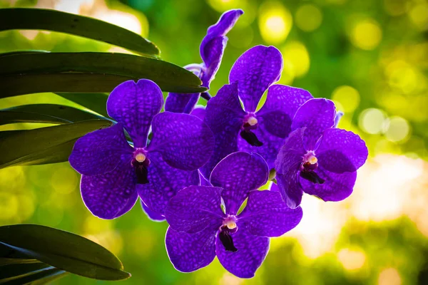 Zbliżenie Wgląd Vanda Orchidea Roślina Kwiecie Pięknymi Purpurowymi Kwiatami — Zdjęcie stockowe