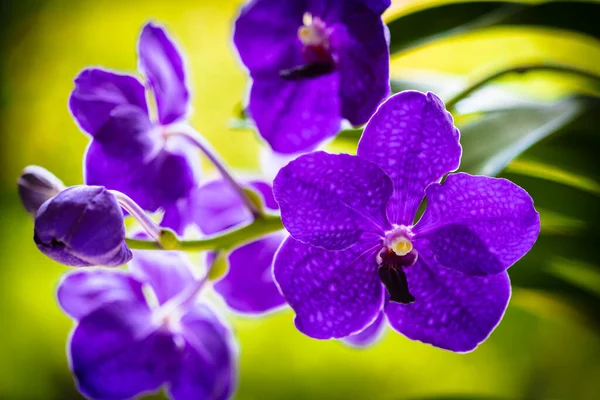 Vue Rapprochée Une Plante Orchidée Vanda Fleur Avec Belles Fleurs — Photo