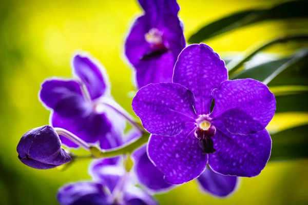 Close up view of a vanda orchid plant in bloom with beautiful purple flowers.