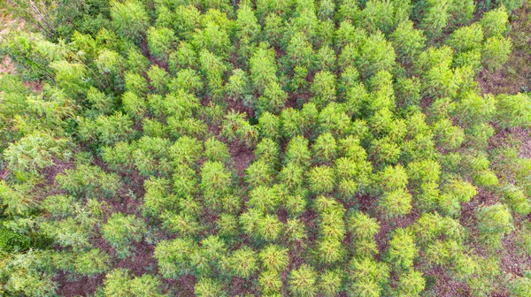 Aerial view of a Eucalyptus plantation