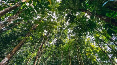 Bahar yeşili orman Doğa arka planı.