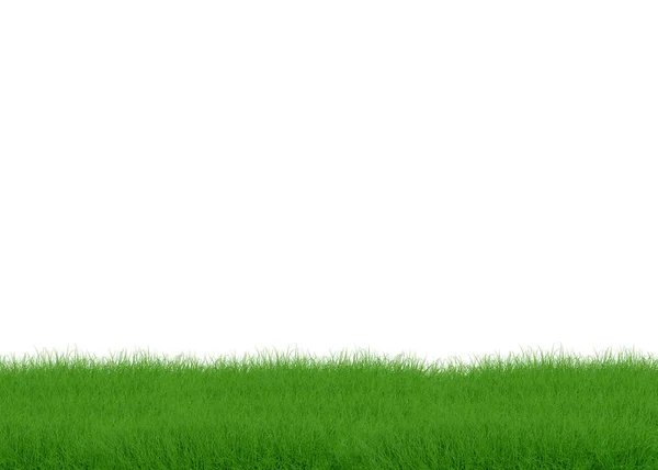 Gras Geïsoleerd Witte Achtergrond — Stockfoto