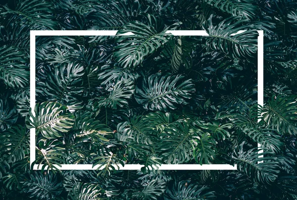Текстовая Рамка Тропическими Листьями Качестве Фона — стоковое фото