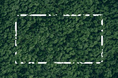 Arkaplan olarak tropikal yapraklı metin çerçevesi.