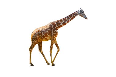 Zürafa beyaz arkaplanda izole edildi.