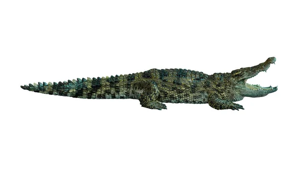 Crocodilo Isolado Sobre Fundo Branco — Fotografia de Stock