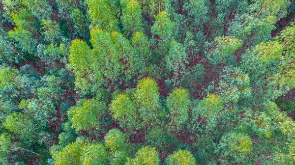 Vista Aérea Uma Plantação Eucaliptos — Fotografia de Stock