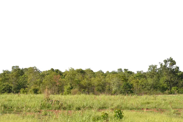 Beyaz Arkaplanda Orman İzole Edildi.