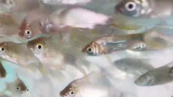 Fish Plastic Bag Release Fish Water — 비디오