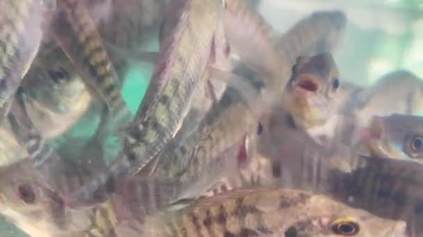 Fish Plastic Bag Release Fish Water — Videoclip de stoc