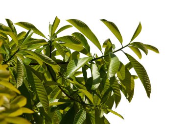 Beyaz arkaplanda yeşil çalı izole