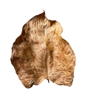 Beyaz grupta kuru yaprak izole edildi