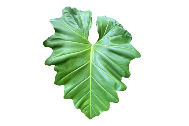 Beyaz arkaplanda yaprak izole edildi.