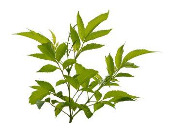  leaves isolated on white background.	