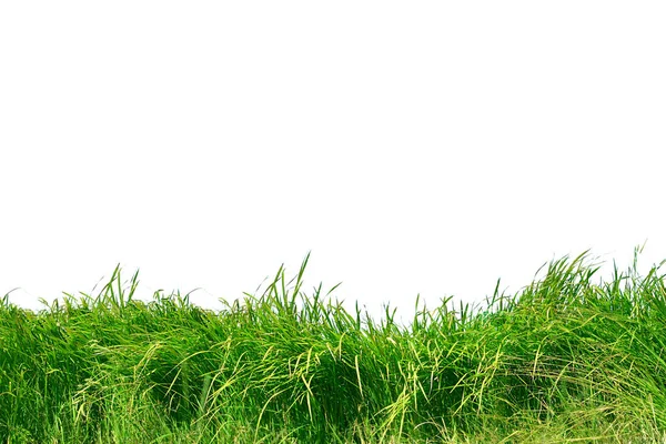 Gras Geïsoleerd Witte Achtergrond — Stockfoto