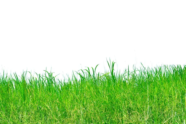 Трава Ізольована Білому Тлі — стокове фото