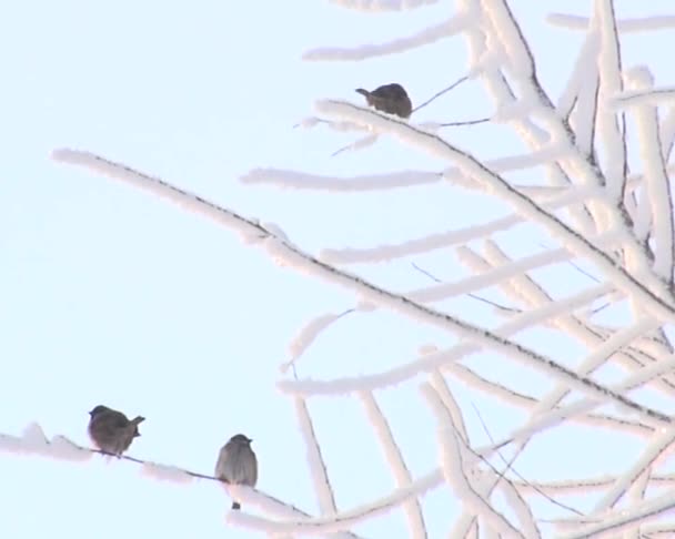 Vögel "Spatzen" auf einem Ast im Winter — Stockvideo