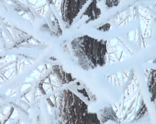 Flacidez de la rama del árbol inscrita con heladas (nieve ) — Vídeos de Stock