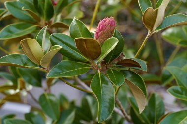 Dışarıda tomurcuk ve yeşil yapraklarla yetişen ficus yeşil ağacı. Yeşil doğal sırt