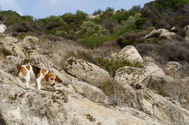 Şirin ağaç renginde bir köpek kayanın üzerinde aşağı bakıyor..