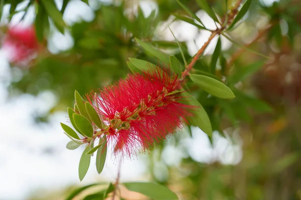 Strange red exotic tropical flower with green leaves. Close up shot. — Stock Photo, Image