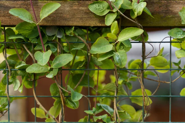 フェンスの上にスイカズラの緑の花ロニチェラペリクリムナム — ストック写真