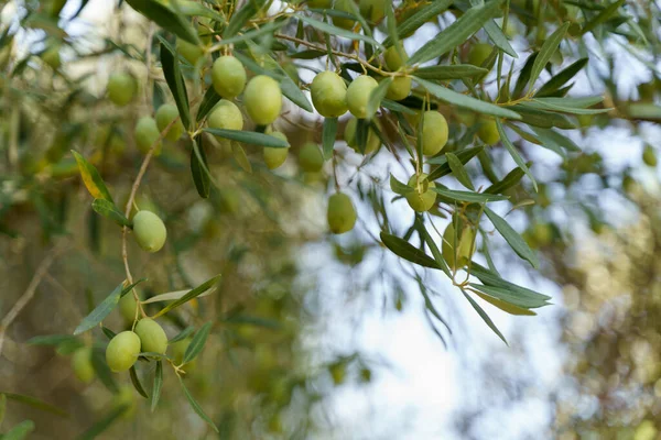 Rama de olivo con hojas verdes y aceitunas verdes que crecen en el árbol. — Foto de Stock