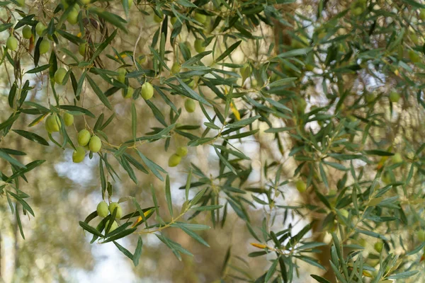 Olijftak met groene bladeren en groene olijven die aan de boom groeien. — Stockfoto