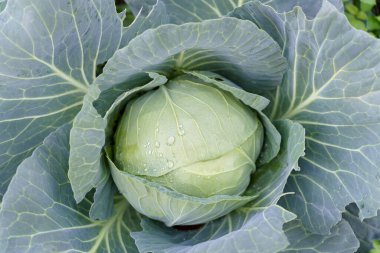 Yeşil lahana, yakın çekim makrosu.