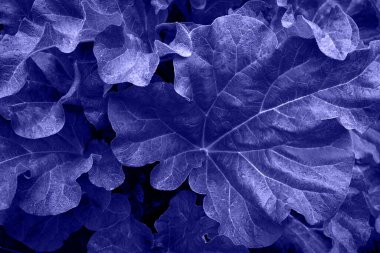 ravent yaprakları menekşe rengine çok yakın.