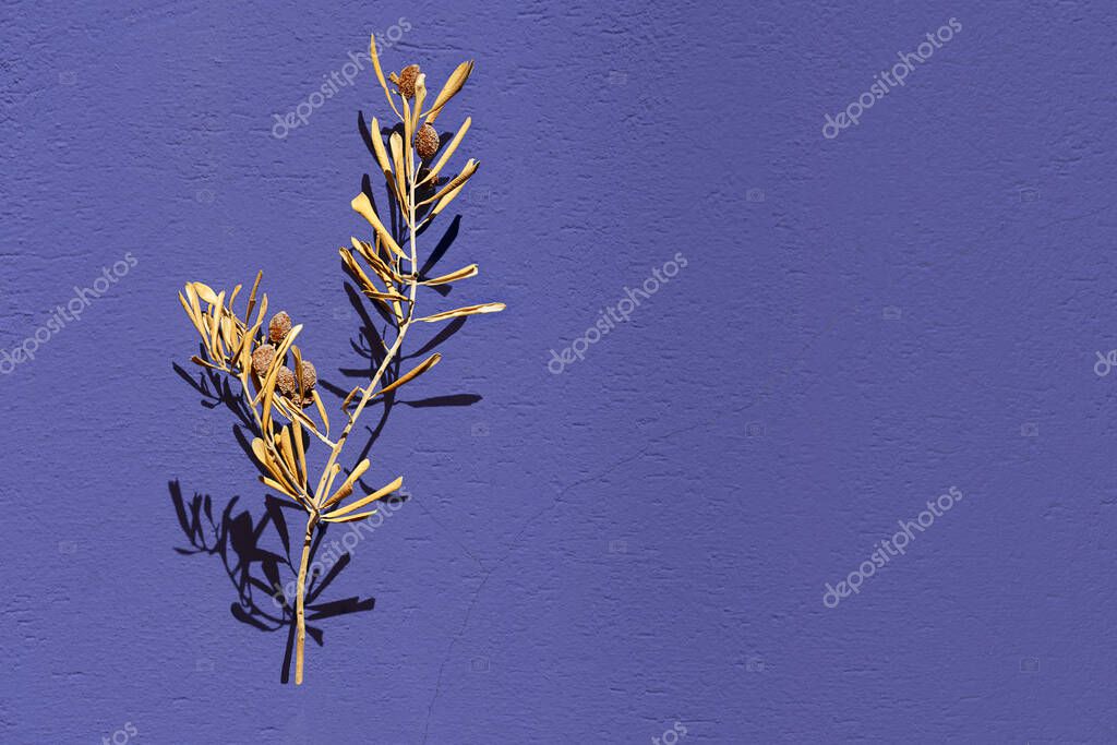 Rama de olivo seca con hojas secas y aceitunas secas sobre fondo de