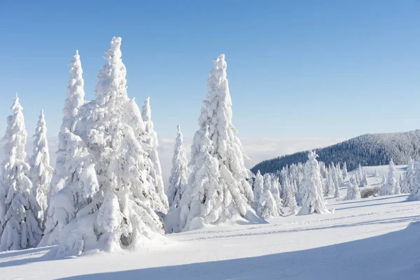 Зимний солнечный горный пейзаж. Пихта под снегом на лыжном склоне. — стоковое фото