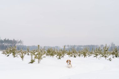 Tatlı av köpeği kar ve küçük köknar ağaçlarıyla kış tarlasında yürüyor.