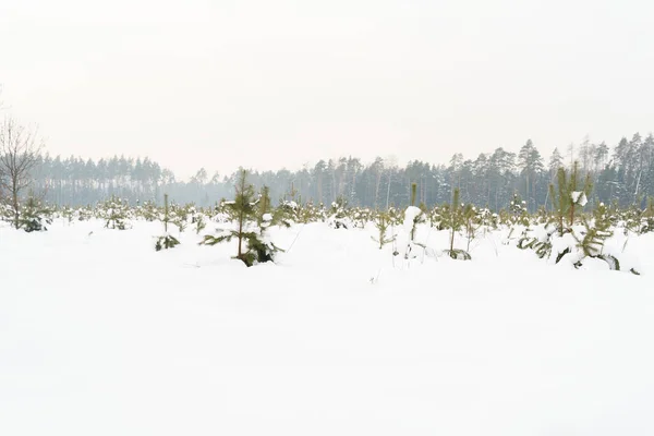 Зимний снежный пейзаж с молодыми елками, растущими на поле, облачная погода — стоковое фото