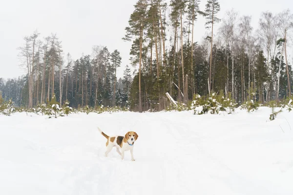 Netter Beagle-Hund geht auf Winterfeld mit Schnee und kleinen jungen Tannen — Stockfoto