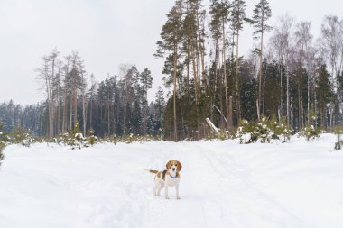 Tatlı av köpeği kar ve küçük köknar ağaçlarıyla kış tarlasında yürüyor.