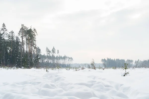 Зимний холодный пейзаж снежное поле с лесом и маленькими деревьями. — стоковое фото