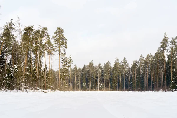 Зимний лесной пейзаж со снегом и солнцем. — стоковое фото