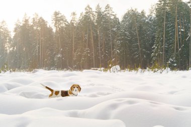 Tatlı ağaç rengi av köpeği kış tarlasında karla kaplı yürüyor. 
