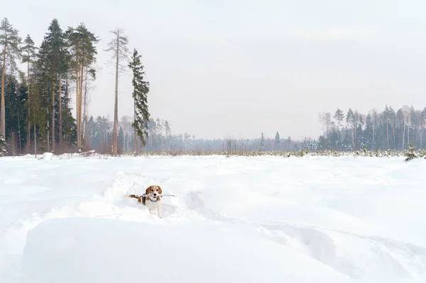 Симпатичная собака цвета дерева ходит по зимнему полю, полному снега — стоковое фото
