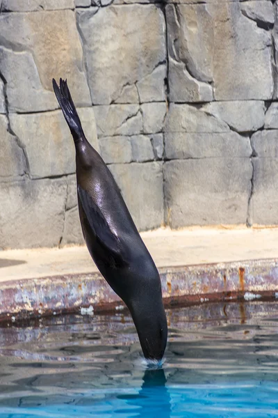 Foca — Stock Photo, Image