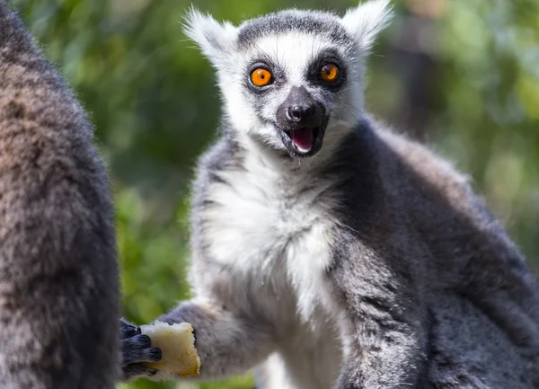 Lemur — Stock Photo, Image