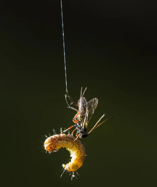 Caterpillar and fly — Stock Photo, Image